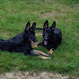 Mae - German Shepherd