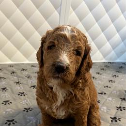 Gemma - Apricot female Poodle puppy in Philadelphia, Pennsylvania from The Stone’s Poodles