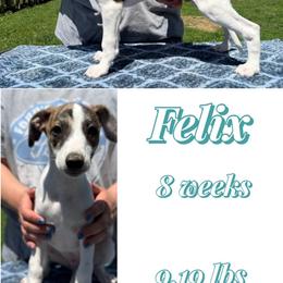 Felix - White and fawn brindle male Whippet puppy in Plainfield, Indiana from Rose Acre Whippets