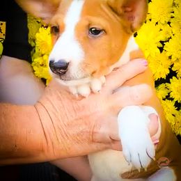 Anakin - Red and white male Basenji puppy in San Diego, California from Triforce Basenjis