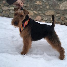 Panamera - Welsh Terrier