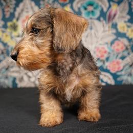 Dachshund Puppies from Shining A Lowriders & Co.