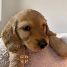 Ron- ee Red Longhair Half Russian - Red male Dachshund puppy in Miami, Florida from Haus Ernand Dachshunds