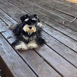 Sophie - Miniature Schnauzer