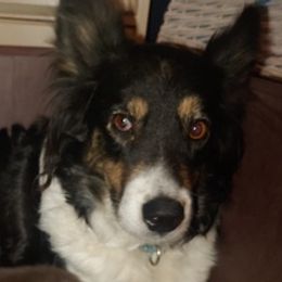 Border Collies from Open Country Border Collies