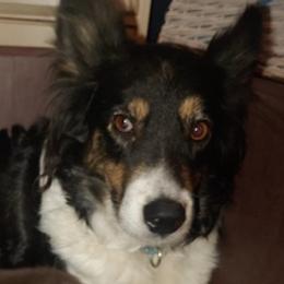 Border Collies from Open Country Border Collies