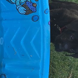 Labrador Retriever Puppies from Wild Feather Hunting Dogs