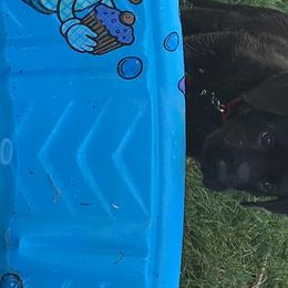 Labrador Retriever Puppies from Wild Feather Hunting Dogs