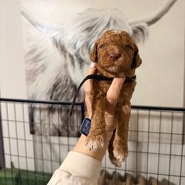 Simba - Black Band Boy - Apricot male Poodle puppy in Plainfield, New Jersey from Caris Paws Poodles and Labradoodles
