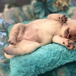 Golden Retriever Puppies from English Cream Goldens in Georgia