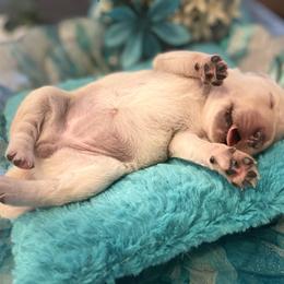 Golden Retriever Puppies from English Cream Goldens in Georgia