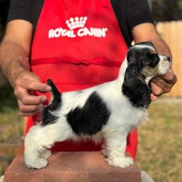 Cocker Spaniel Puppies from Arquivolta Kennel