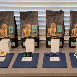 Golden Retriever Puppies from Sims Golden Retrievers