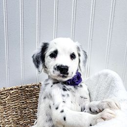 AT-AT Walker - White and black female Dalmatian puppy in Gray, Georgia from Fuller Spots