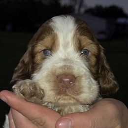Nemo - Liver white and tan male English Springer Spaniel puppy in Florida from Thunderbird Springers