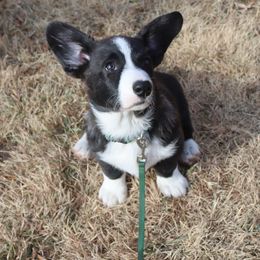 Mr Green - Brindle and white male Cardigan Welsh Corgi puppy in Livermore, Colorado from Rowe Family