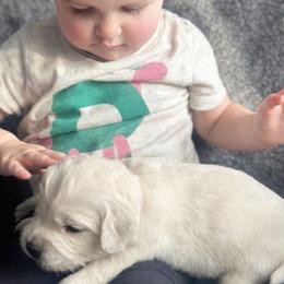 Girl pick 2 - Light golden female Golden Retriever puppy in Waterford, Pennsylvania from Living on Faiths Golden Retrievers