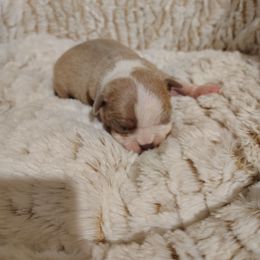 Boy Boston - Seal and white male Boston Terrier puppy in Salisbury, North Carolina from P3 Boston Terriers in NC