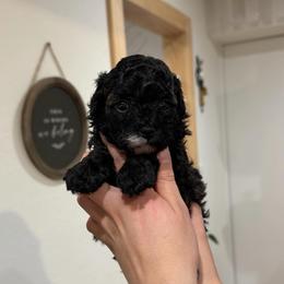 Lumi - Black female Poodle puppy in Pasorobles, California from MASION D'AVC