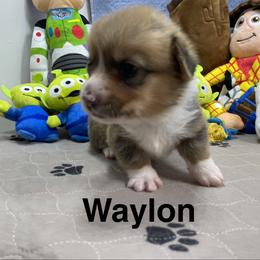 Waylon - Red male Pembroke Welsh Corgi puppy in Apison, Tennessee from Ashmore Corgis