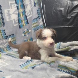 Trixie - Red female Border Collie puppy in Gary, Indiana from Lake Ridge Border Collies