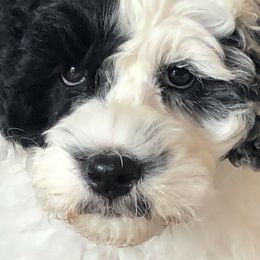 Portuguese Water Dog Puppies from Prestige Portuguese Water Dogs