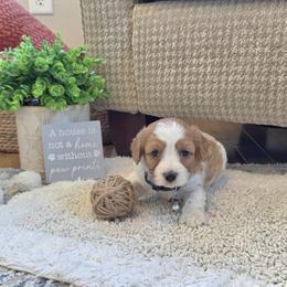 F1B Meet Caramel :) - Blenheim male Cavapoo puppy in Centerville, Iowa from Barnyard Dachshunds, Dals & Doodles
