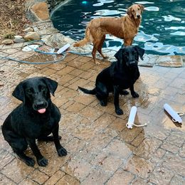Labrador Retrievers from Shelby's Labrador Retrievers