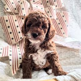 Royce - Red male Cavapoo puppy in Gunnison, Utah from Curls and Camo Pups