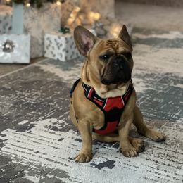 Mr. Frank - French Bulldog