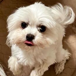 Zena - Maltese