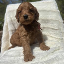 Alabama aka Bama - Red  male Goldendoodle puppy in Cleveland, Georgia from The O.G. Doodles