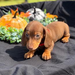 Stitch AKC - 2,500 - Chocolate and tan male Dachshund puppy in Indian Trail, North Carolina from Hilda’s Teenie Weenies