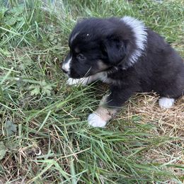 Raven - Australian Shepherd puppy in Otis, Oregon from Heritage Hill Aussies