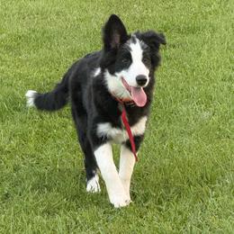 Bandit - Black and white male Border Collie puppy in Dorr, Michigan from Pineview Farm