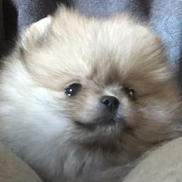 Keeshond and Pomeranian Puppies from Mary Schooner
