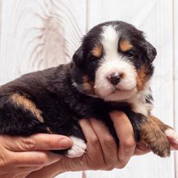 Brown Collar Male - Black rust and white male Bernese Mountain Dog puppy in Collinsville, Texas from Berner Dynasty