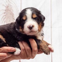 Brown Collar Male - Black rust and white male Bernese Mountain Dog puppy in Collinsville, Texas from Berner Dynasty
