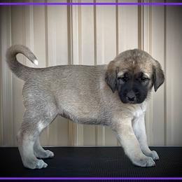 Purple - Fawn female Anatolian Shepherd Dog puppy in Clark, Wyoming from Fyne Acres