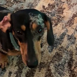 Dachshunds from Allyson’s Mini Weens