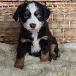 Kitty - Red merle female Miniature Australian Shepherd puppy in Paris, Texas from Blue Envy Mini Aussies