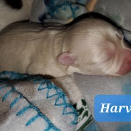 Harvey - Cream male Havanese puppy in Wasco, California from Havaneses de Santillan