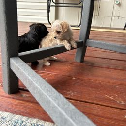 Yorkipoo Puppies from Bayless Yorkiepoos