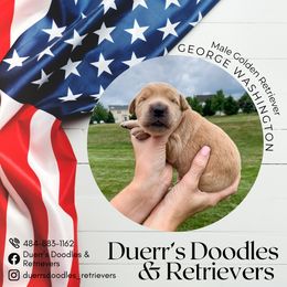 Goldendoodle and Golden Retriever Puppies from Duerr's Doodles & Retrievers