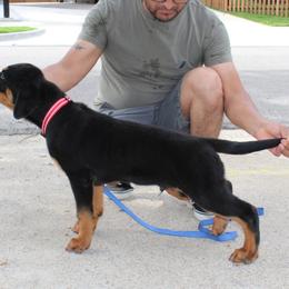 Red Collar - Black and mahogany male Rottweiler puppy in Quinlan, Texas from Wright Way Retrievers
