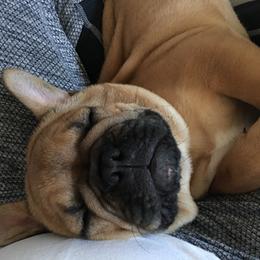 French Bulldog Puppies from Sweetheart Frenchies