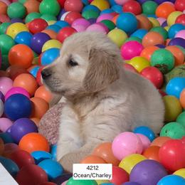 Ocean boy 4 - Light golden male Golden Retriever puppy in Niles, Michigan from Christiana Creek Goldens