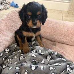 Cavalier King Charles Spaniel Puppies from Infinity Paws Cavaliers