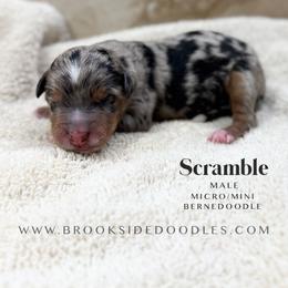 Scramble - Blue merle male Bernedoodle puppy in Temecula, California from Brookside Bernedoodles