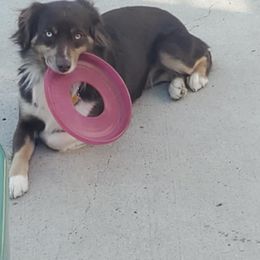 Miniature Australian Shepherd All Grown Up from Klatt's Mini Aussies